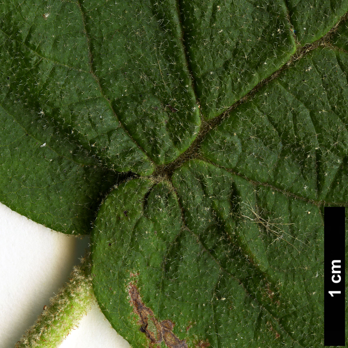 High resolution image: Family: Adoxaceae - Genus: Viburnum - Taxon: glomeratum - SpeciesSub: subsp. magnificum